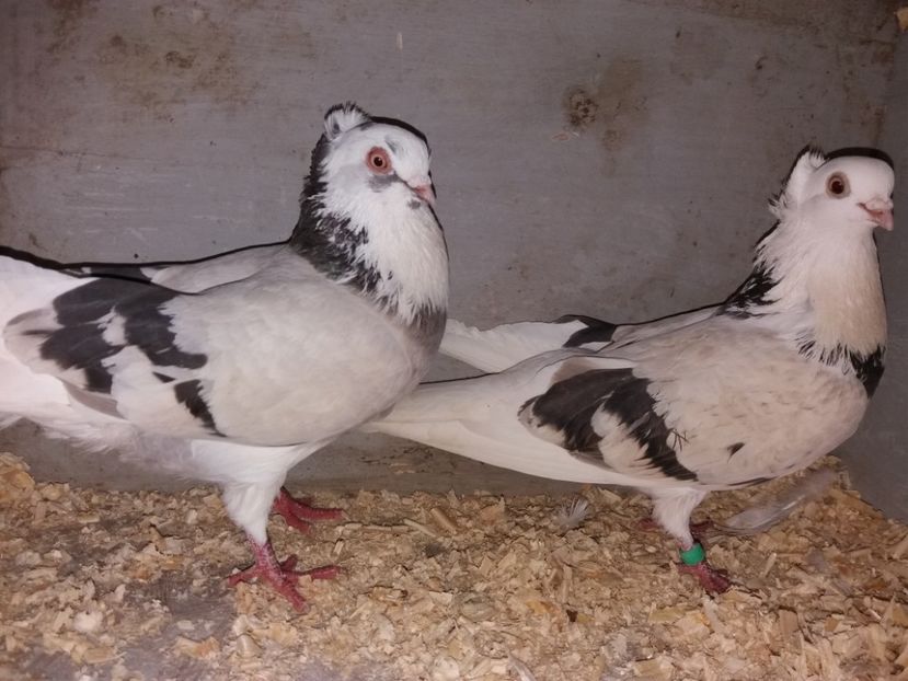  - Jucători de Amara