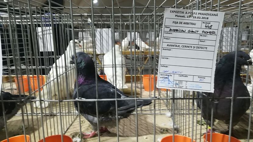 IMG-20180223-WA0017 - AAA REZULTATE LA EXPO APOPEPRAHOVEANA 2018 CAMPIONI MEI AGH