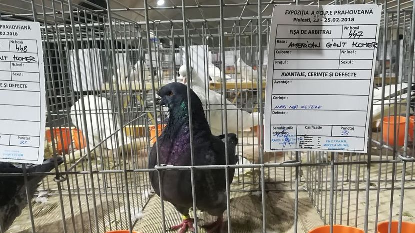 IMG-20180223-WA0016 - AAA REZULTATE LA EXPO APOPEPRAHOVEANA 2018 CAMPIONI MEI AGH