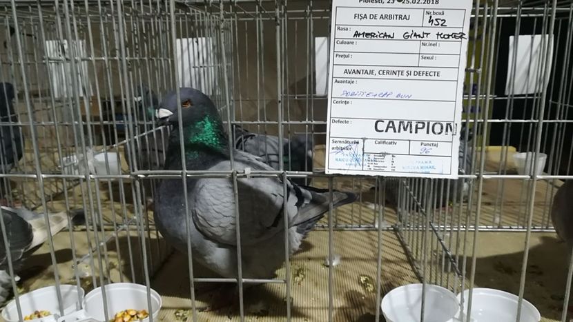 IMG-20180223-WA0012 - AAA REZULTATE LA EXPO APOPEPRAHOVEANA 2018 CAMPIONI MEI AGH