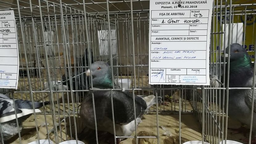 IMG-20180223-WA0011 - AAA REZULTATE LA EXPO APOPEPRAHOVEANA 2018 CAMPIONI MEI AGH