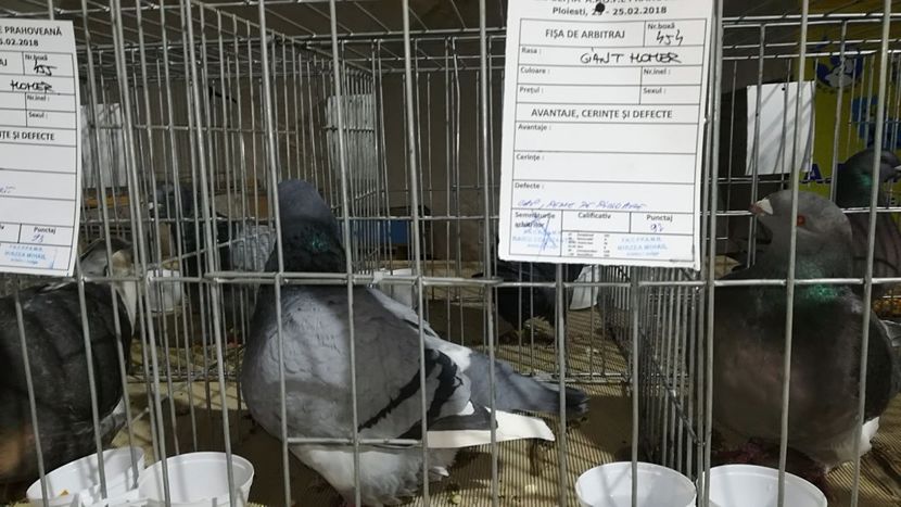 IMG-20180223-WA0010 - AAA REZULTATE LA EXPO APOPEPRAHOVEANA 2018 CAMPIONI MEI AGH