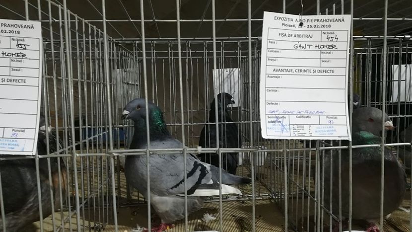 IMG-20180223-WA0009 - AAA REZULTATE LA EXPO APOPEPRAHOVEANA 2018 CAMPIONI MEI AGH