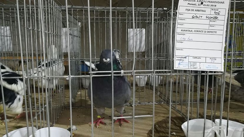 IMG-20180223-WA0007 - AAA REZULTATE LA EXPO APOPEPRAHOVEANA 2018 CAMPIONI MEI AGH