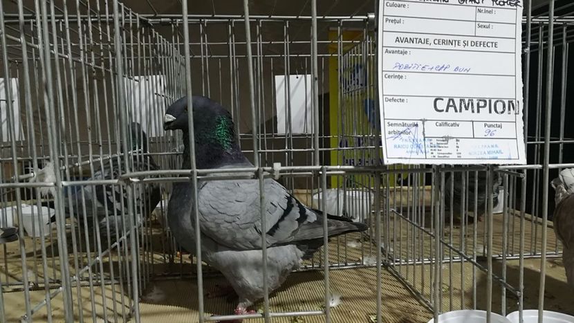 AGH MASC 2017 - AAAAA CAMPIONII MEI LA EXPO 2017 FAUNA BANIEI