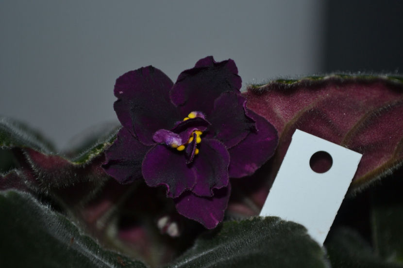 Blackberry Jam - Violete Africane iunie 2017