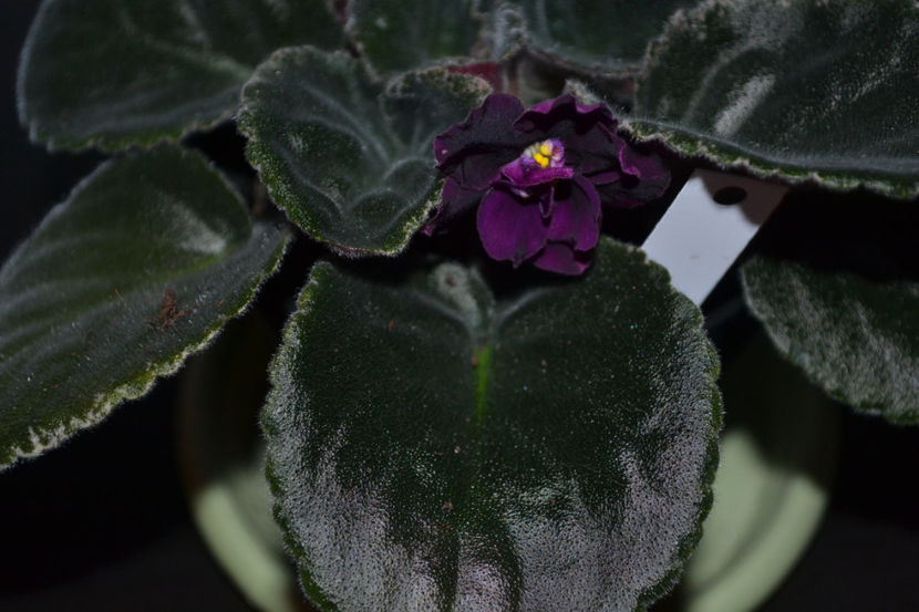 Blackberry Jam - Violete Africane iunie 2017