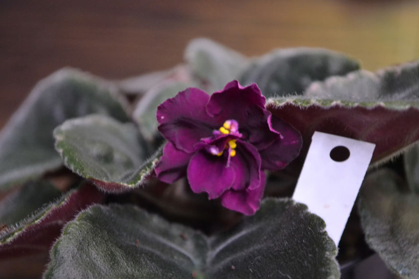 Blackberry Jam - Violete Africane iunie 2017