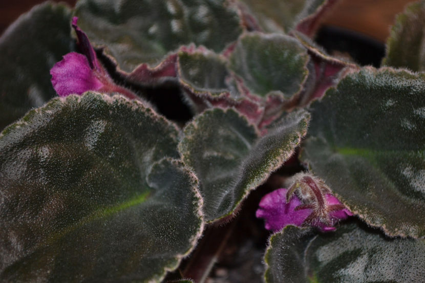 Blackberry Jam - Violete Africane iunie 2017