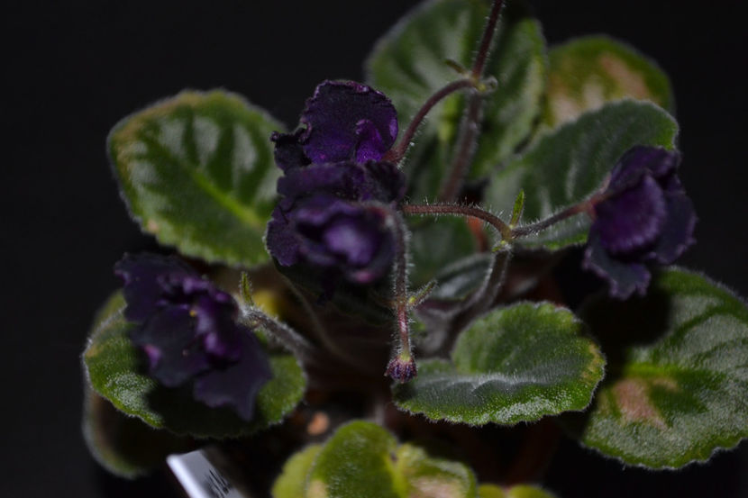 Macs Basic Black with Pearls - Violete Africane iunie 2017