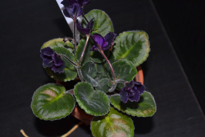 Macs Basic Black with Pearls - Violete Africane iunie 2017