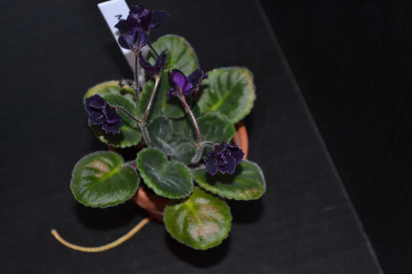 Macs Basic Black with Pearls - Violete Africane iunie 2017