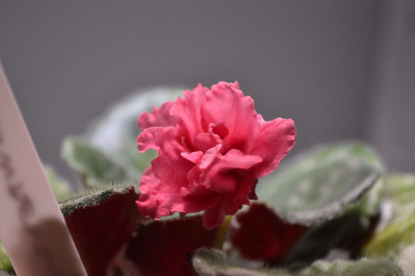 Strawberry Kiss - Violete Africane iunie 2017