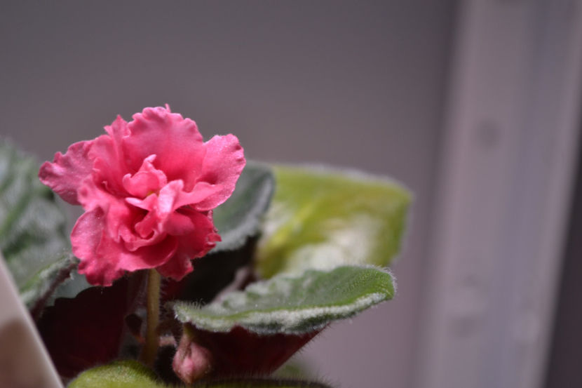 Strawberry Kiss - Violete Africane iunie 2017