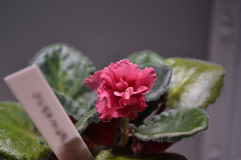 Strawberry Kiss - Violete Africane iunie 2017