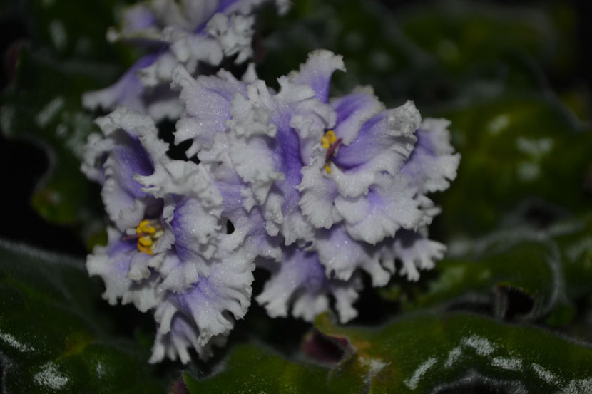 Light Melancoly - Violete Africane iunie 2017