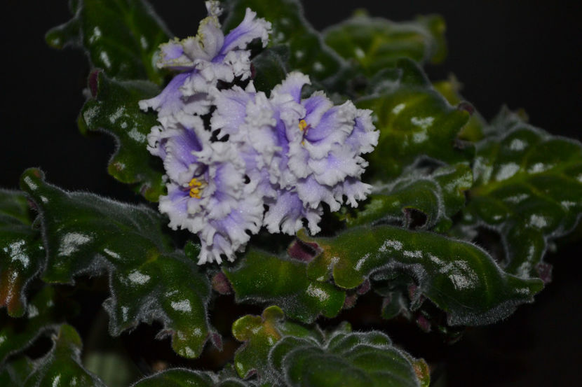 Light Melancoly - Violete Africane iunie 2017