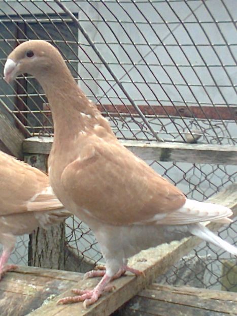 fotografie1378_001 - F ___ VOIAJORI GERMANI