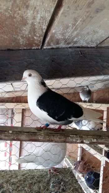  - JUCATORII MEI LA INCEPUT DE 2018