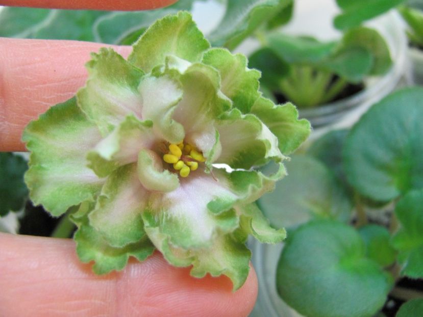  - ZZLE Malachitovaia Roza