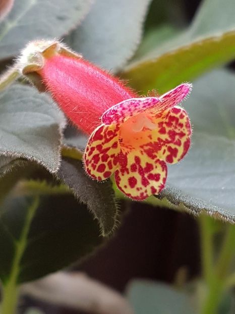 thumbnail (2) Multifolia - KOHLERIILE MELE 2018