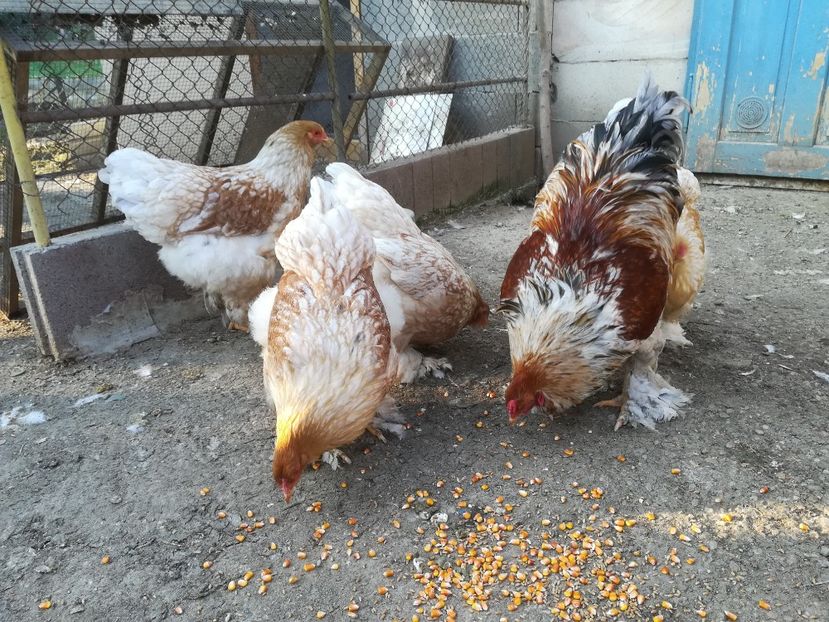  - Brahma rotgesattelt vândute