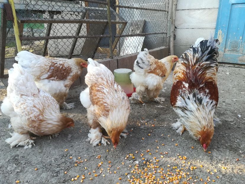  - Brahma rotgesattelt vândute