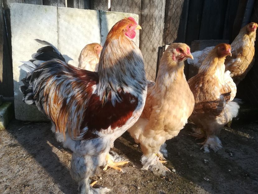  - Brahma rotgesattelt vândute