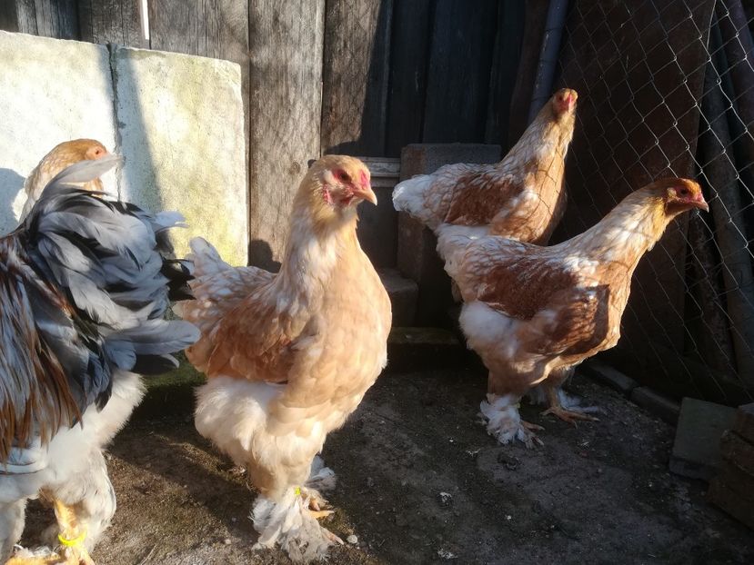  - Brahma rotgesattelt vândute