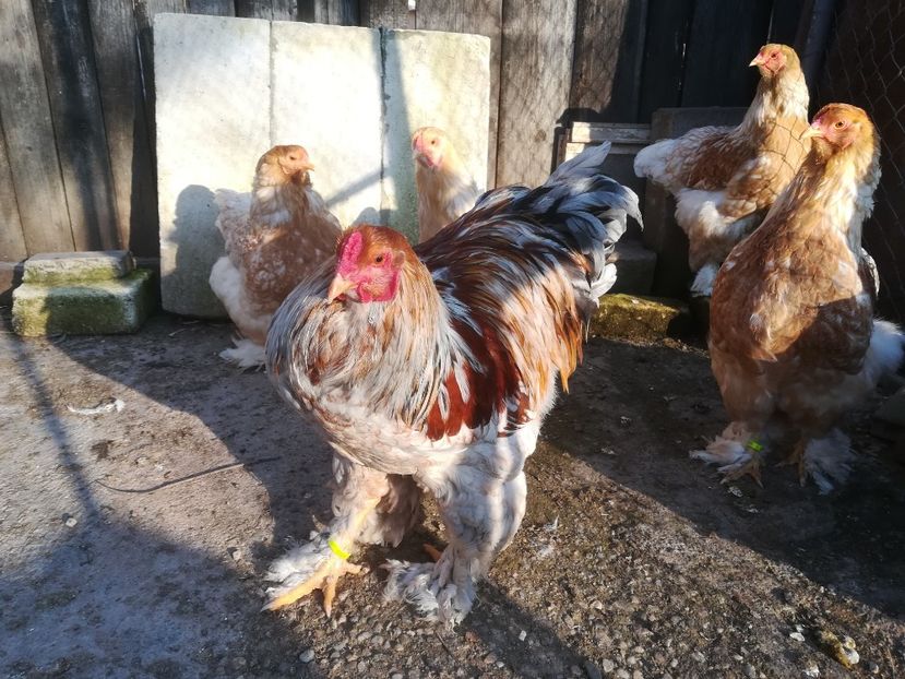  - Brahma rotgesattelt vândute