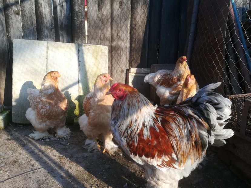  - Brahma rotgesattelt vândute