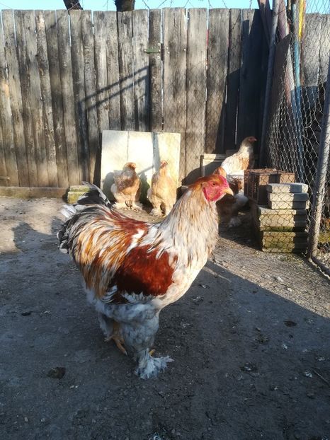  - Brahma rotgesattelt vândute