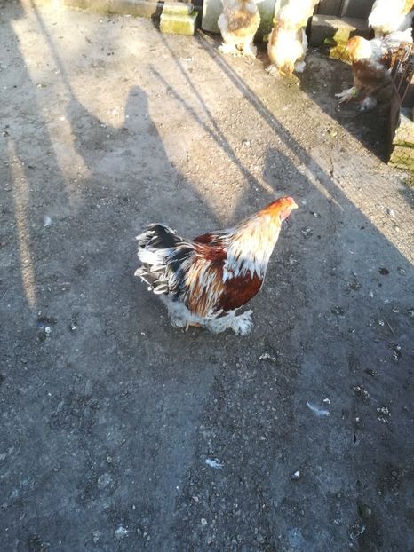  - Brahma rotgesattelt vândute