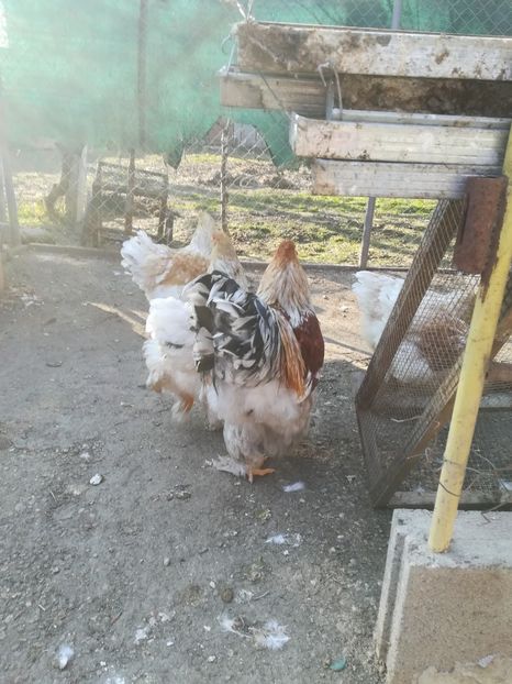  - Brahma rotgesattelt vândute