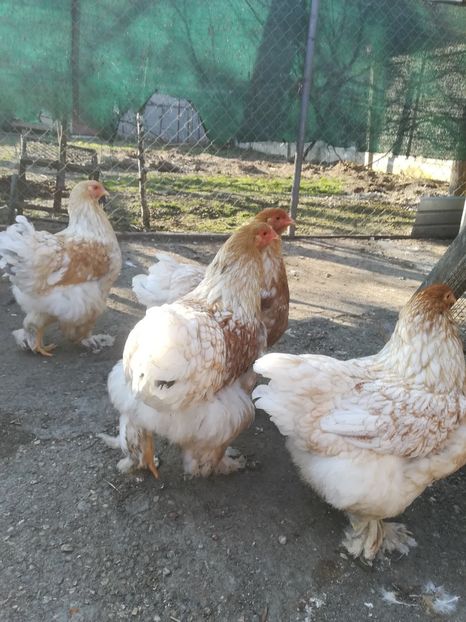  - Brahma rotgesattelt vândute