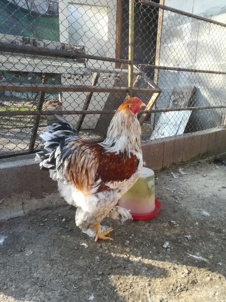  - Brahma rotgesattelt vândute