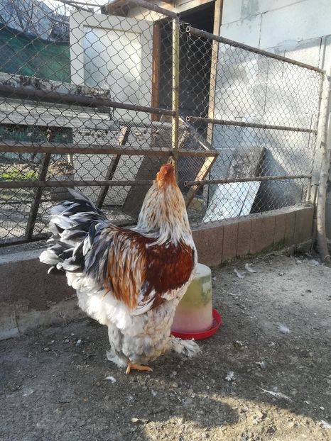  - Brahma rotgesattelt vândute