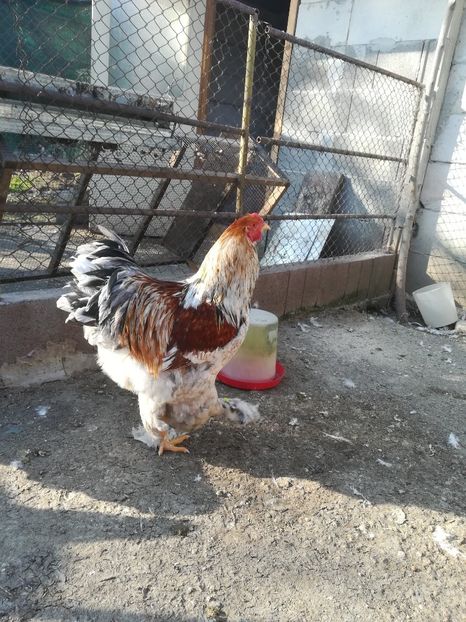  - Brahma rotgesattelt vândute