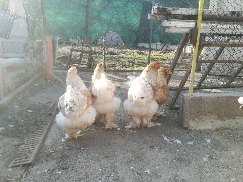  - Brahma rotgesattelt vândute