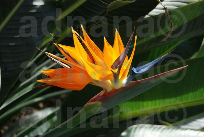  - Strelitzia reginae - Pasarea paradisului