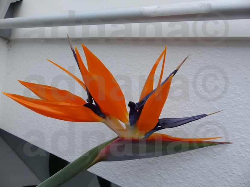  - Strelitzia reginae - Pasarea paradisului