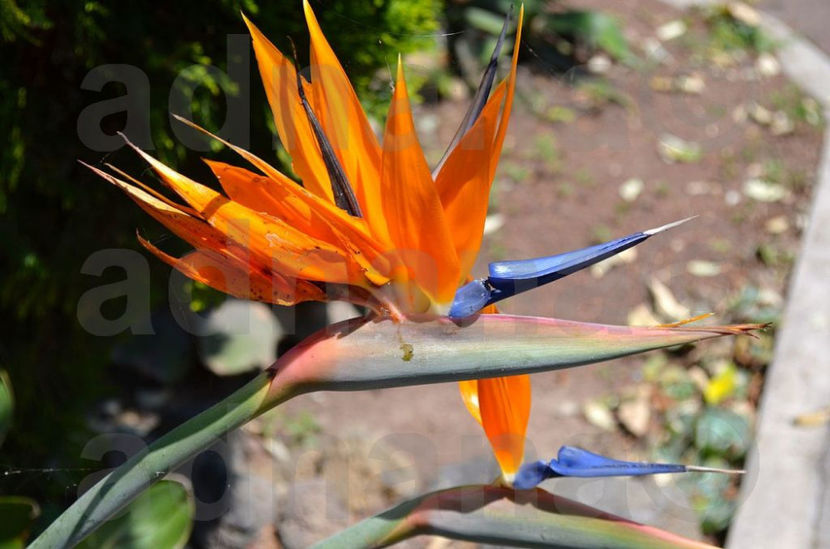  - Strelitzia reginae - Pasarea paradisului