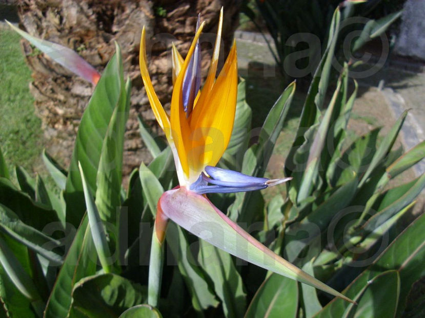  - Strelitzia reginae - Pasarea paradisului