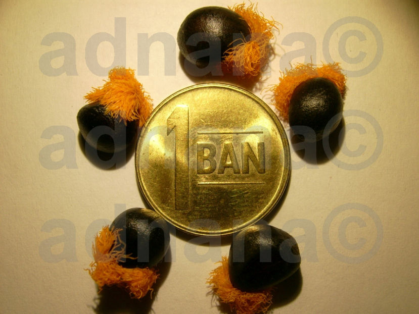  - Strelitzia reginae - Pasarea paradisului