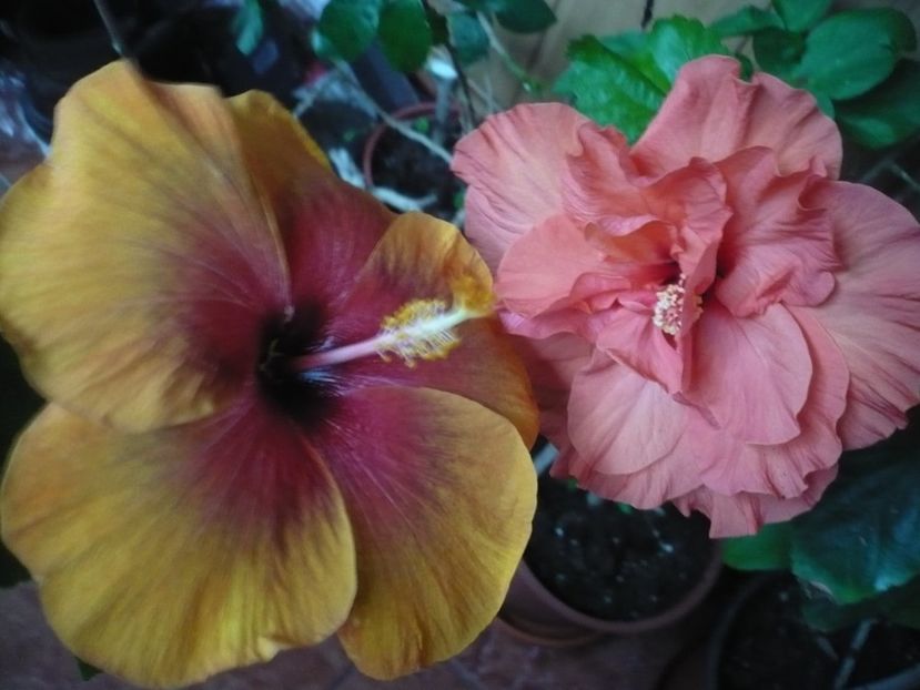 P1360270 - HIBISCUSI 2018-1