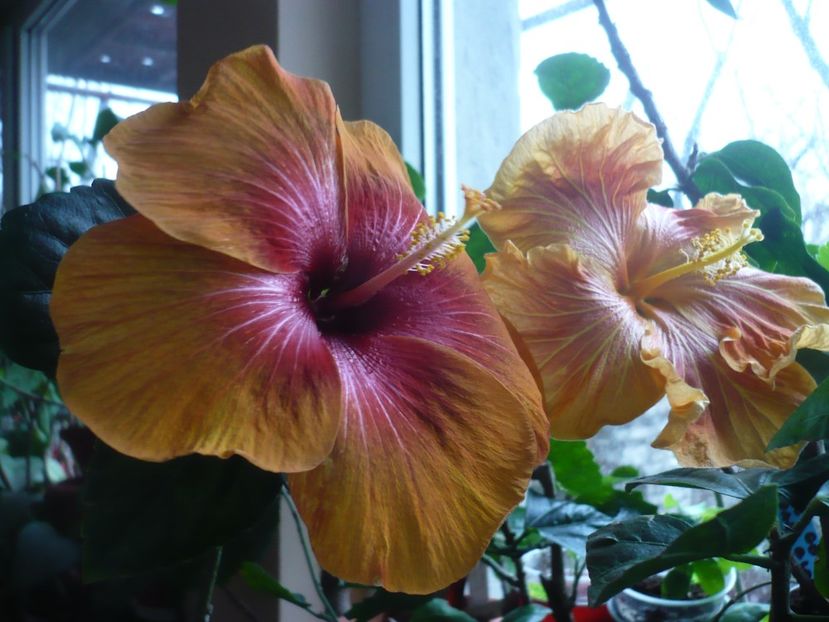 P1360272 - HIBISCUSI 2018-1