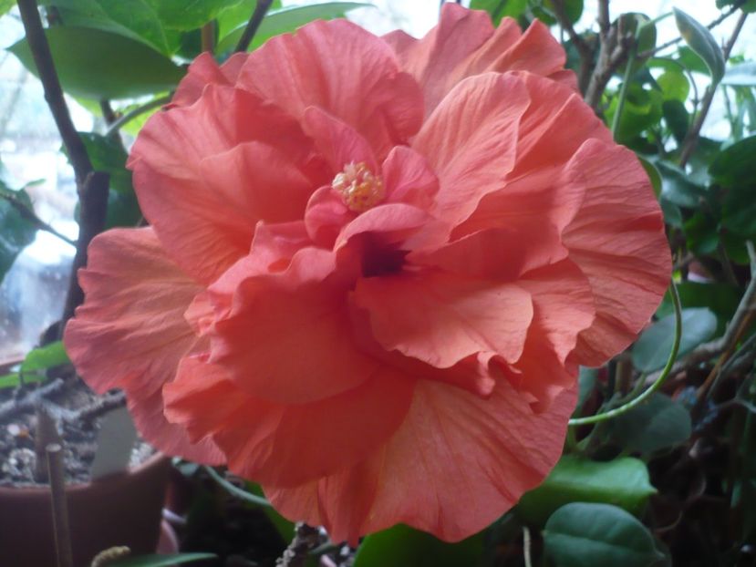 P1360277 - HIBISCUSI 2018-1