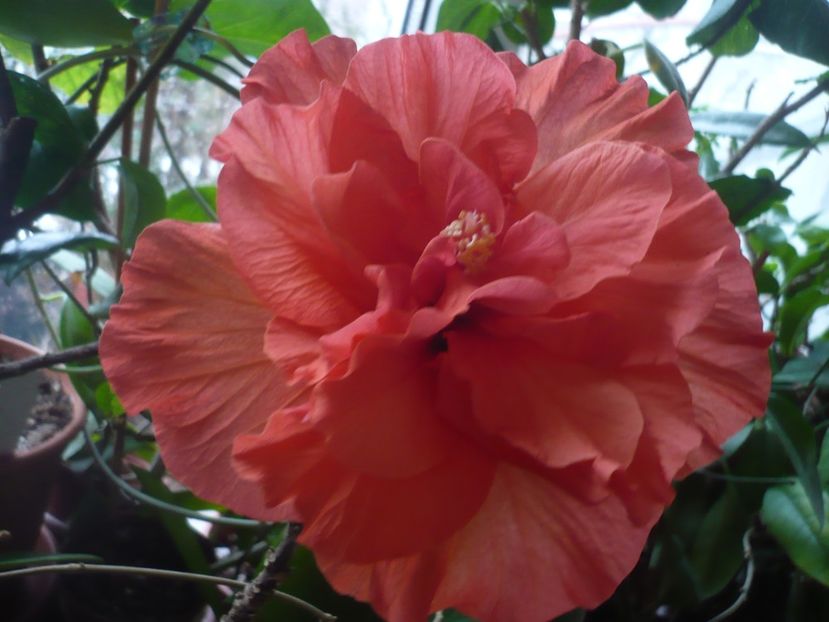 P1360278 - HIBISCUSI 2018-1