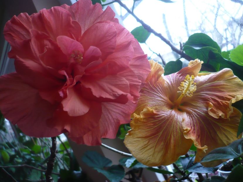 P1360280 - HIBISCUSI 2018-1