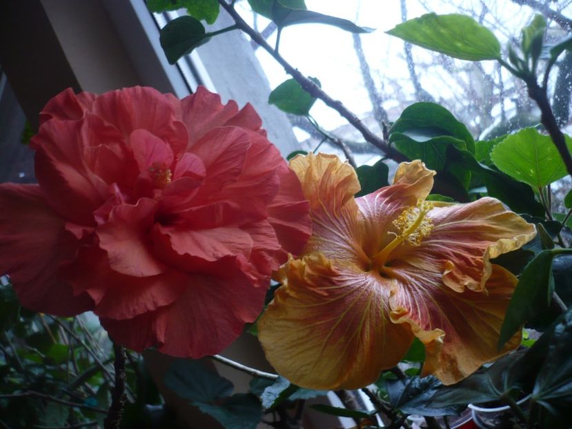 P1360264 - Holly s Pride